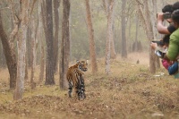Tygr - Panthera tigris - Tiger o3107